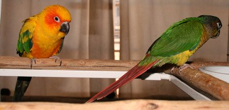 Sun Conure Playing On Perch