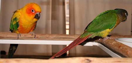 Sun Conure Playing On Perch Sun Conure Playing On Perch