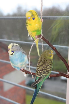 Three Budgie Parakeets