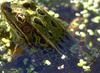 Green Leopard Frog