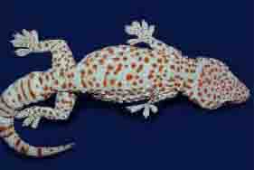 Tokay Gecko