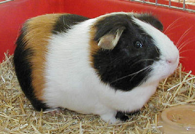 Tortoiseshell and white deals guinea pig