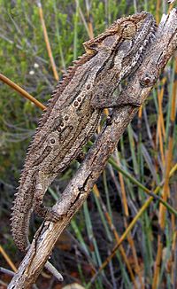 True Chameleons True Chameleons