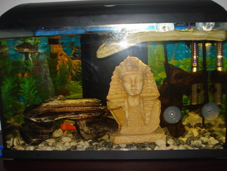 turtle pet aquarium