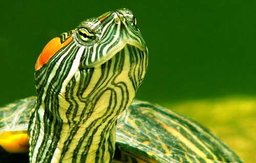 cute aquatic turtle
