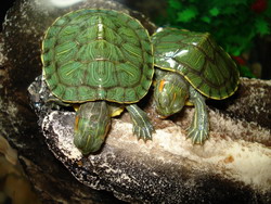 turtles as pets