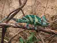 Argentine Tegus Lizard