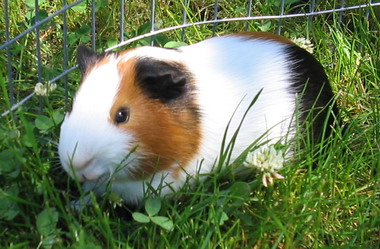Little guinea pig