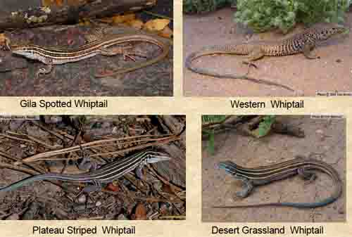Whiptail Lizards