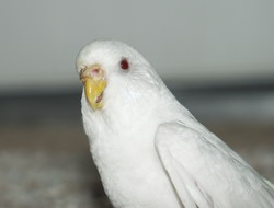 White Budgie Parakeet White Budgie Parakeet