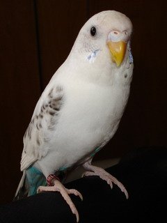 White Parakeet