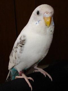 White Parakeet White Parakeet