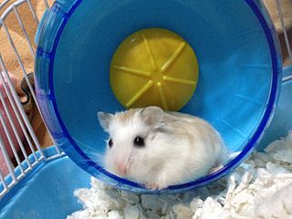 White Face Roborovski Dwarf Hamster White Face Roborovski Dwarf Hamster