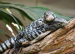 Argentine Tegus Lizard