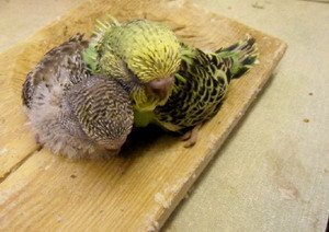 Baby parakeets