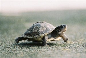 baby pet turtle crossing the road