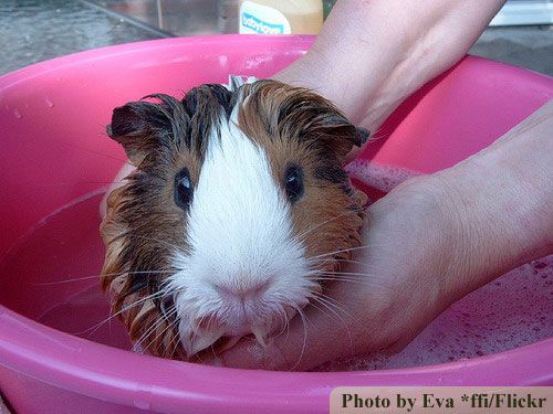 bathing guinea pigs