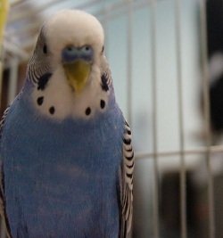 blue budgie looking smart
