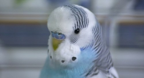 Blue Bird Names >> Pet Bird Names Blue Bird Names >> Pet Bird Names