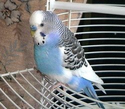 Budgerigar Bird