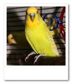 Budgie Bold Feather Change