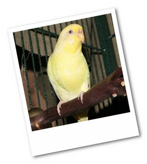 Budgie Changing Colors Budgie Changing Colors