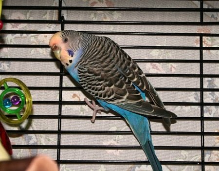 blue budgie parakeet in cage