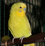 facts about parakeets