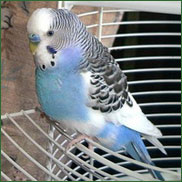 parakeet