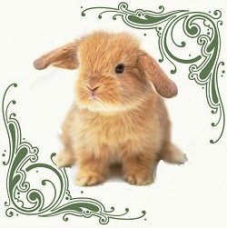 cute little bunny