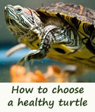 buy a pet turtle