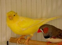 canary types and finches as pets