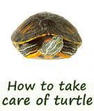 care of pet turtles