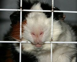 guinea pig biting the cage