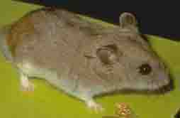 chinese hamster chinese hamster