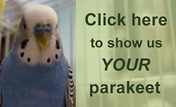 parakeet photos