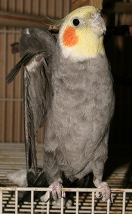 cockatiel playing stretching