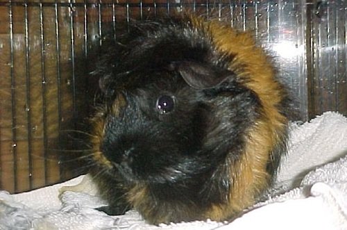 dark guinea pig