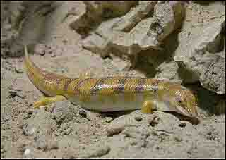 Sandfish Lizard Sandfish Lizard
