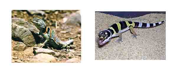 Desert Lizard Desert Lizard