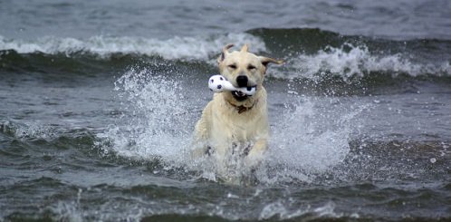 dog playing at the beach