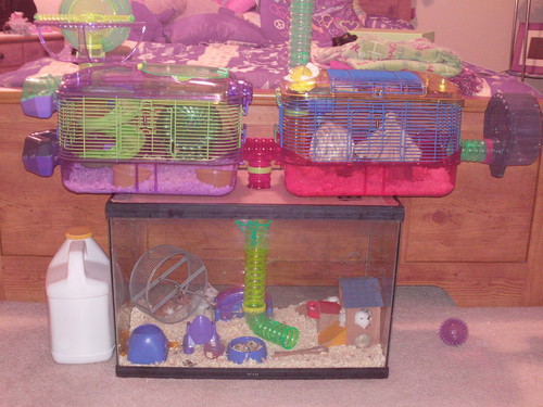 Dwarf Hamster Cage