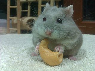 dwarf hamster