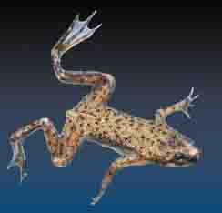 Dwarf Underwater Frog Dwarf Underwater Frog