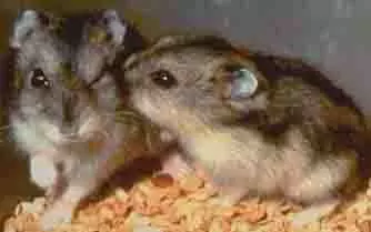 dzungarian hamster (phodopus sungorus) dzungarian hamster (phodopus sungorus)