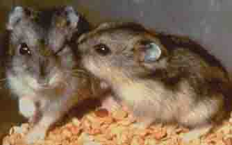 dzungarian hamster (phodopus sungorus)