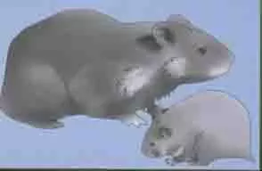 european hamster european hamster