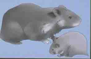 european hamster european hamster
