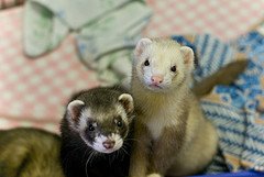 ferret diseases