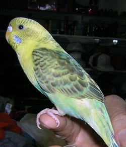 finger training parakeet